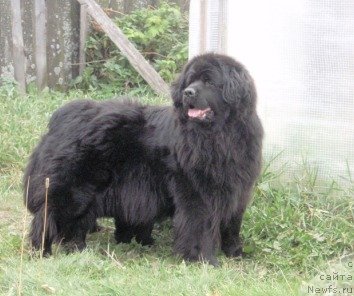 Фотография № 51605