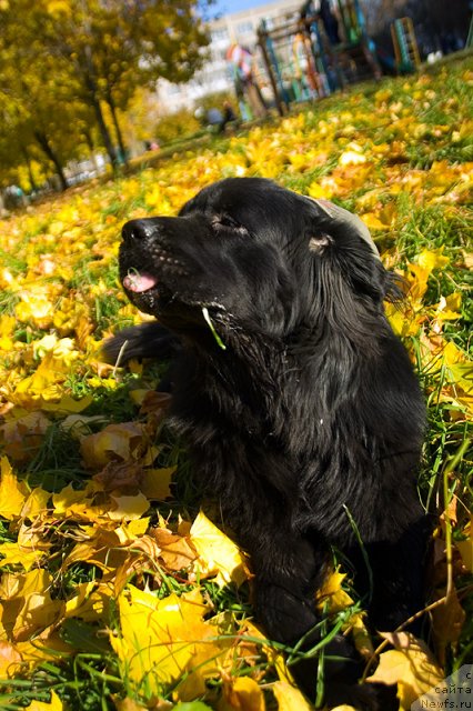 Фото: Гастон де Фуа