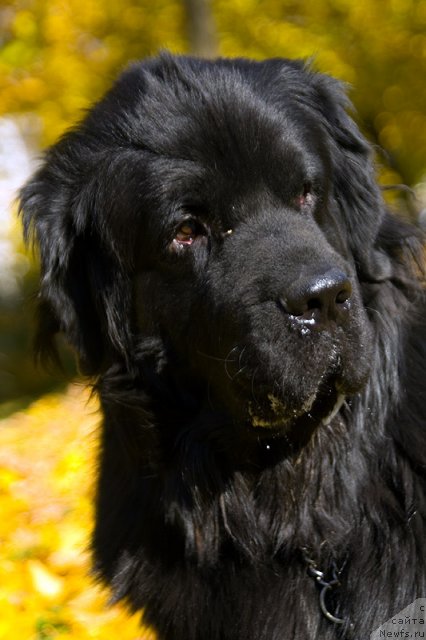 Фото: Гастон де Фуа