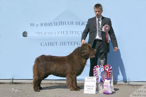 Фото: ньюфаундленд Смигар Арбат