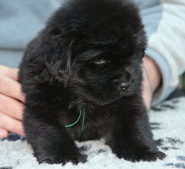 Фото: ньюфаундленд Спутник с Берега Дона (Sputnik s Berega Dona)