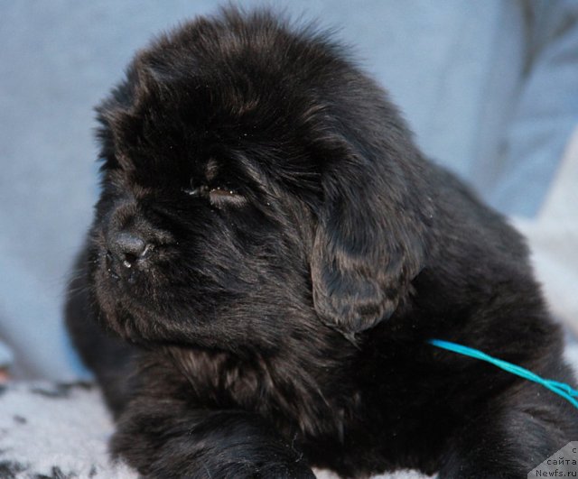 Фото: ньюфаундленд Спасатель с Берега Дона (Spasatel' s Berega Dona)