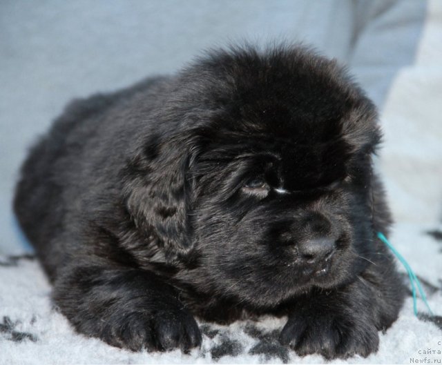 Фото: ньюфаундленд Спасатель с Берега Дона (Spasatel' s Berega Dona)