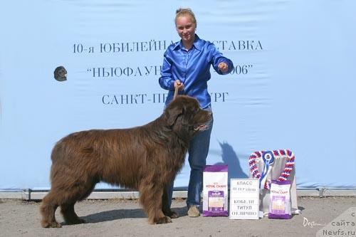 Фото: ньюфаундленд Смигар Афанасий (Smigar Afanasiy)