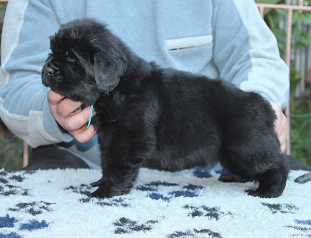 Фото: ньюфаундленд Спасатель с Берега Дона (Spasatel' s Berega Dona)