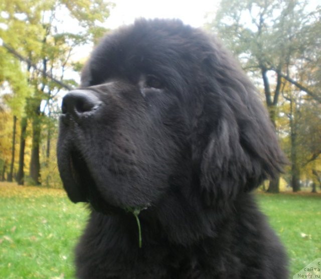 Фото: ньюфаундленд Бегущая по Волнам Сун ин Му Ханд (Beguschaya po Volnam Sun in My Hand)