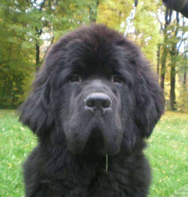 Фотография № 51631