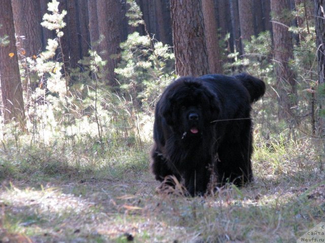 Фото: ньюфаундленд Иван Царевич из Тихого Омута (Ivan Tsarevich iz Tihogo Omuta)