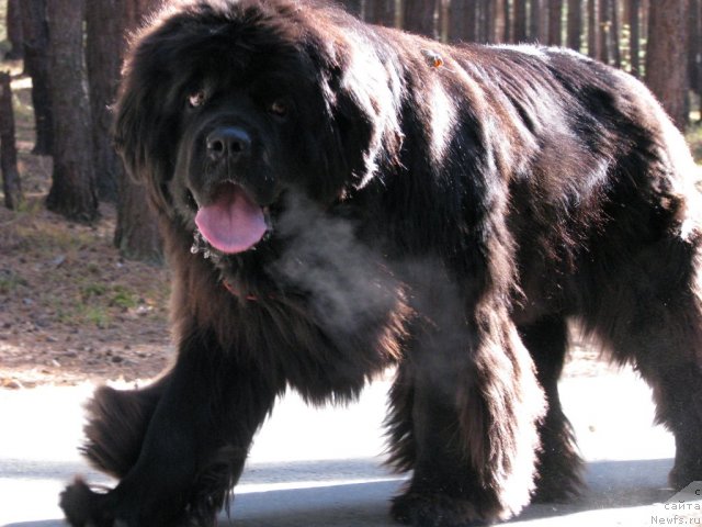 Фото: ньюфаундленд Иван Царевич из Тихого Омута (Ivan Tsarevich iz Tihogo Omuta)