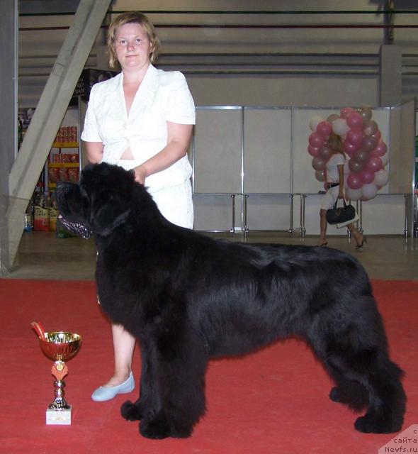 Фото: ньюфаундленд King of Helluland Viking, Татьяна Абутова