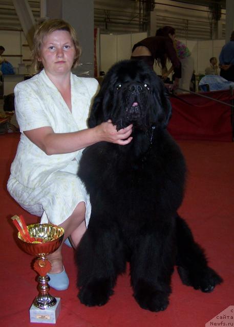 Фото: ньюфаундленд King of Helluland Viking, Татьяна Абутова