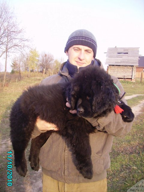 Фото: ньюфаундленд Их Высочество Владлена Маджикс, Алексей Нистратов