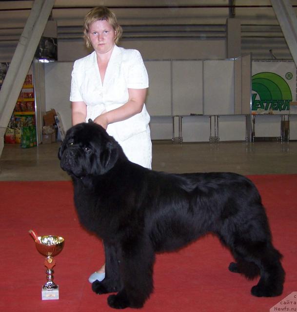 Фото: ньюфаундленд King of Helluland Viking, Татьяна Абутова