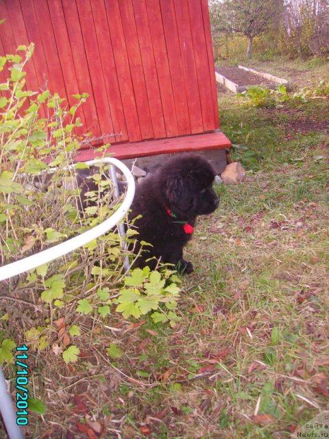 Фото: ньюфаундленд Их Высочество Владлена Маджикс