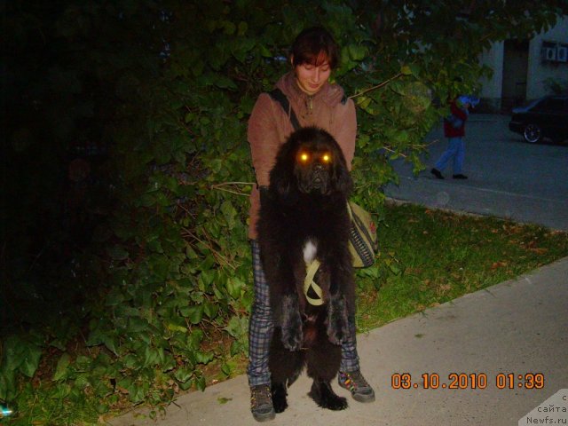 Фото: ньюфаундленд Акватория Келвин Ньютон