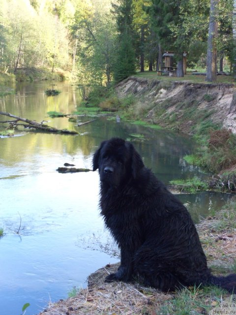 Фото: ньюфаундленд Лесная Сказка Лунная Соната