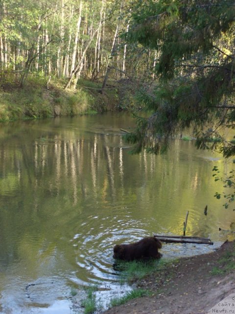 Фото: ньюфаундленд Бархатка Роскошная