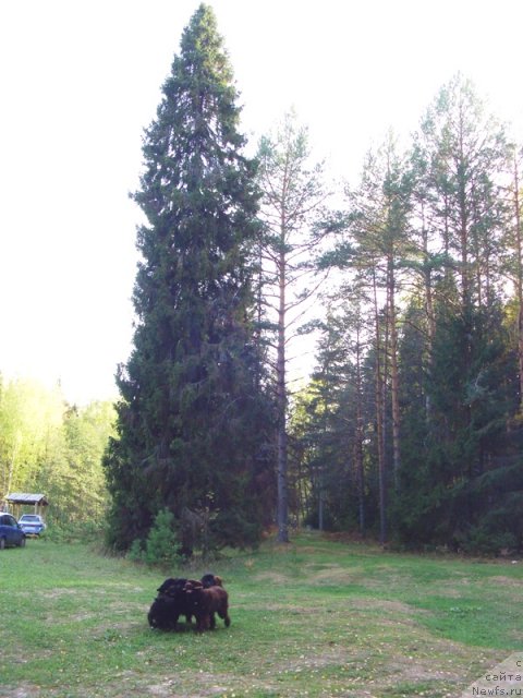 Фото: ньюфаундленд Лесная Сказка Лунная Соната, ньюфаундленд Бархатка Роскошная