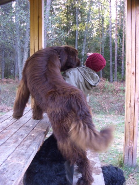Фото: ньюфаундленд Бархатка Роскошная