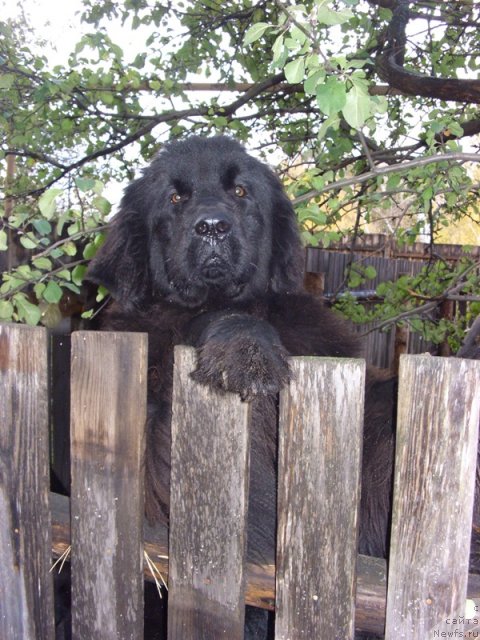 Фото: ньюфаундленд Барышня