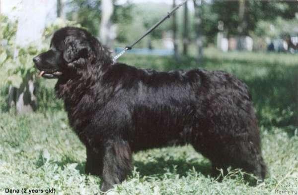 Фото: ньюфаундленд Дана