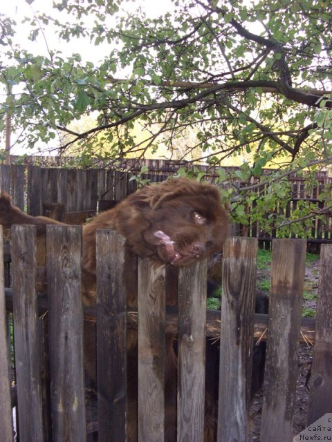 Фото: ньюфаундленд Бархатка Роскошная