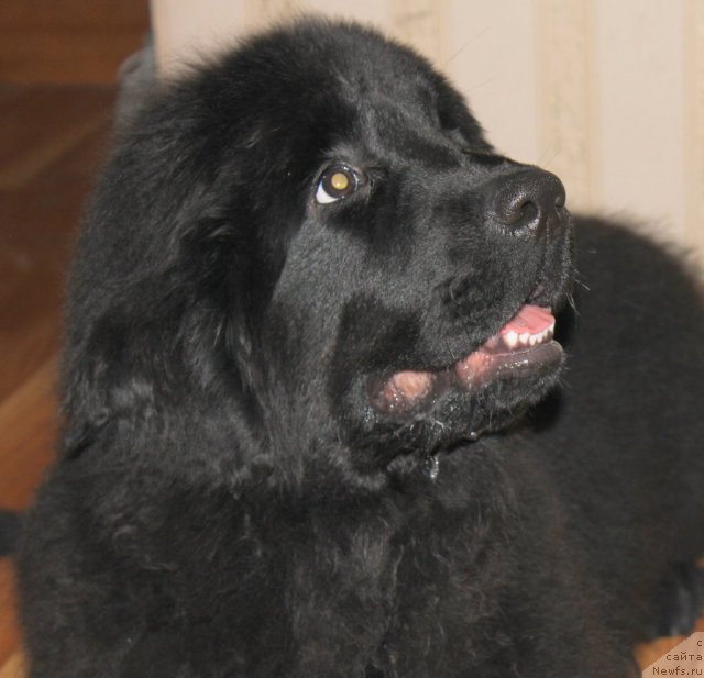 Фото: ньюфаундленд Маркиза из Медвежьего Яра