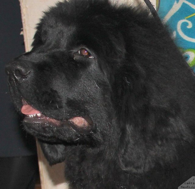 Фото: ньюфаундленд Маркиза из Медвежьего Яра