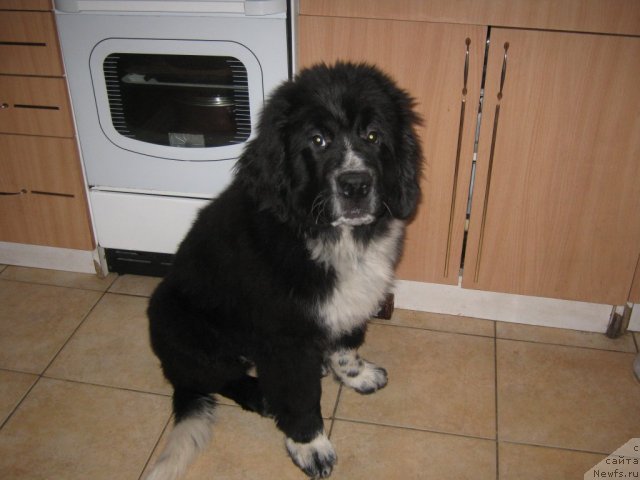 Фото: ньюфаундленд Иванушка Интернешнл