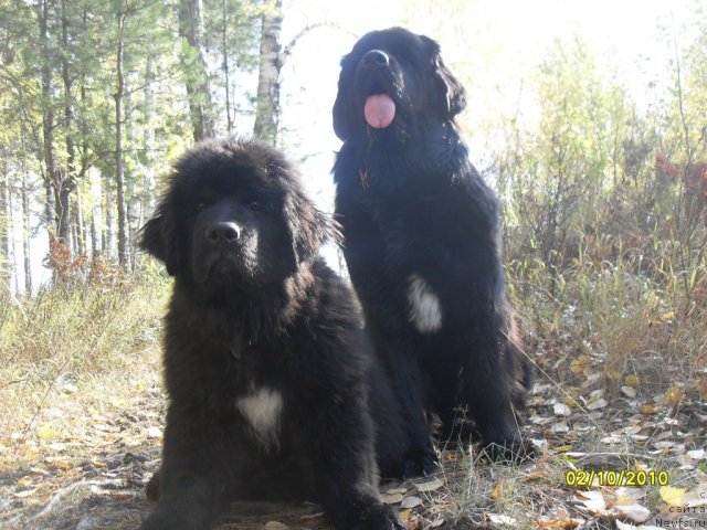 Фото: ньюфаундленд Изумруд Моей Души, ньюфаундленд Бианка Вайт Пэрл