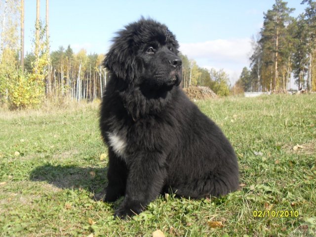 Фото: ньюфаундленд Изумруд Моей Души