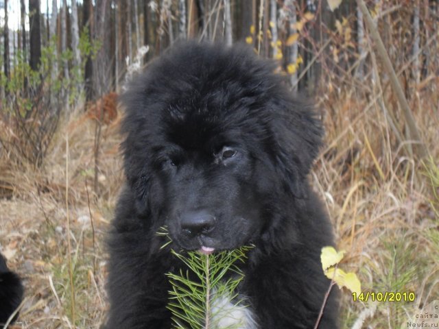 Фото: ньюфаундленд Изумруд Моей Души