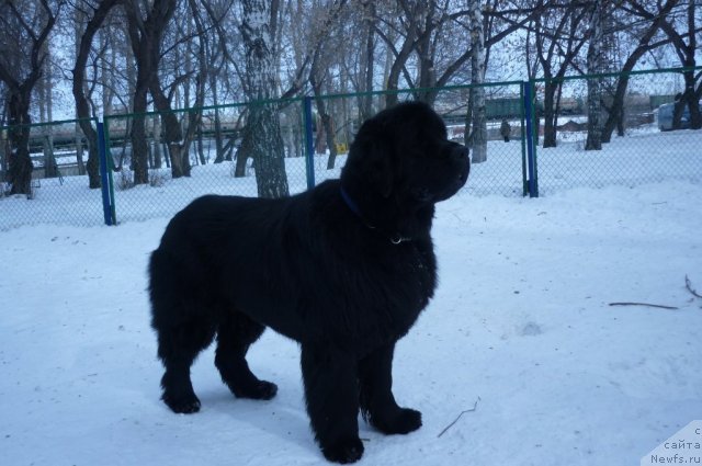 Фото: ньюфаундленд Екселент Стил  из Медвежьего Яра