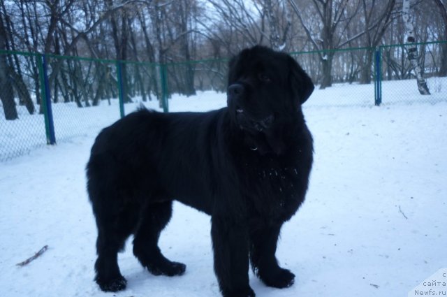 Фото: ньюфаундленд Екселент Стил  из Медвежьего Яра