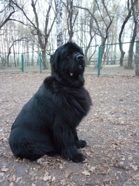 Фото: ньюфаундленд Екселент Стил  из Медвежьего Яра