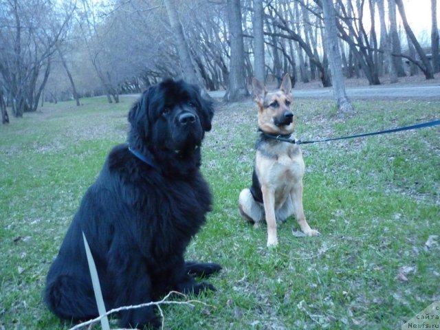 Фото: ньюфаундленд Екселент Стил  из Медвежьего Яра