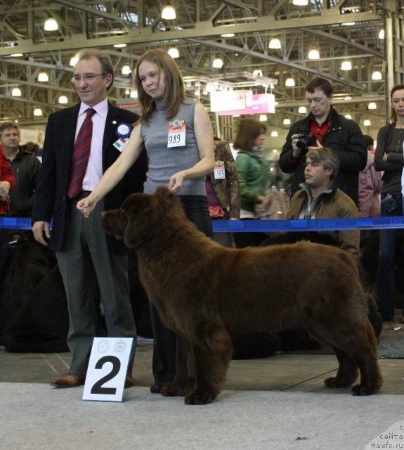 Фото: ньюфаундленд Черный Шарм Ангельская Красота (Chernyi Sharm Angel'skaya Krasota), Татьяна Розанова