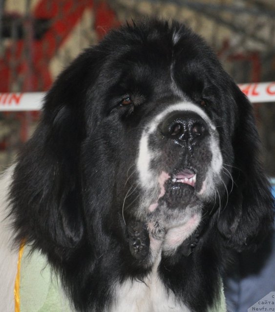 Фотография № 51771