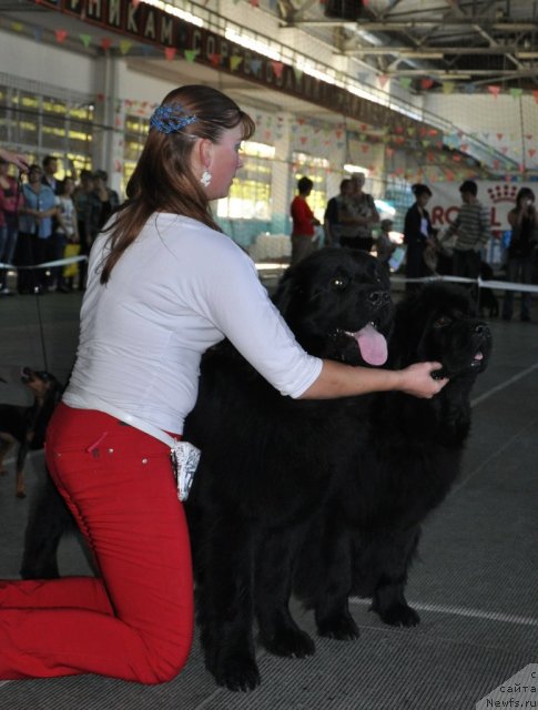 Фото: ньюфаундленд Оттава (Ottava), ньюфаундленд Лондонский Денди, хендлер Ирина