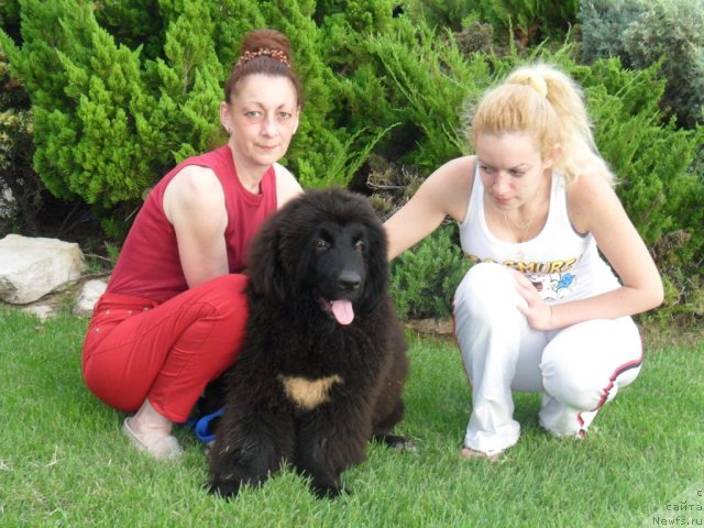 Фото: ньюфаундленд Питерньюф Чао-Какао