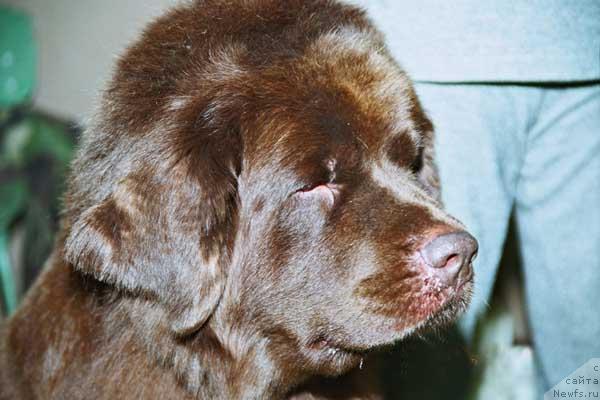 Фото: ньюфаундленд Ютта с Берега Дона