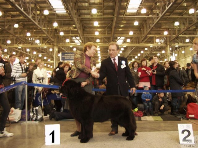 Фото: ньюфаундленд Beginning With Glory iz Volotova, Маргарита Морозова