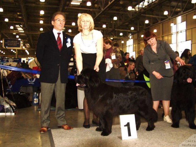 Фото: ньюфаундленд Black Blues iz Volotova, Ольга Музычук