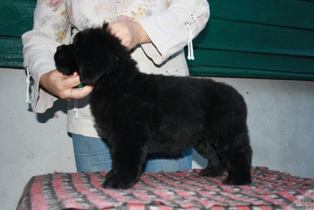 Фото: Щенок Ланы и Батона.