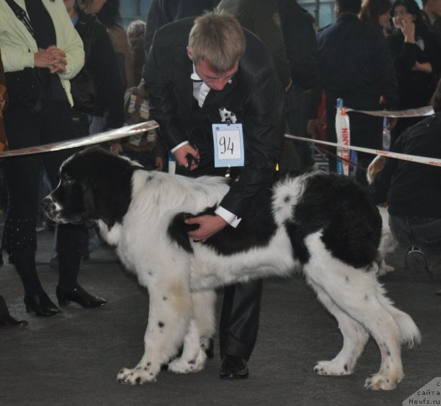 Фото: ньюфаундленд Ница для Кара Аюлар из Тихого Омута (Nica Dlja Kara Ayular iz Tihogo Omuta), Александр Файзулин