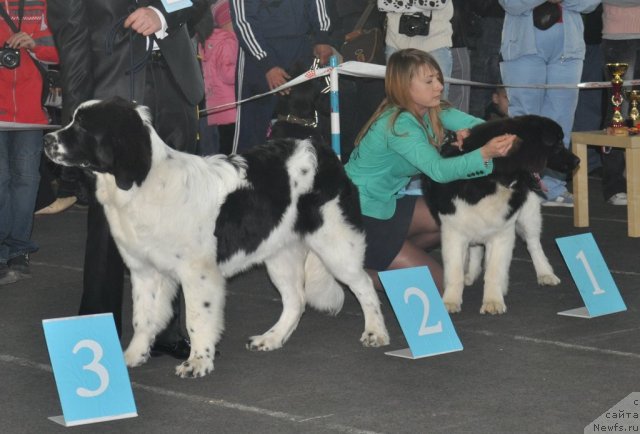 Фото: ньюфаундленд Ница для Кара Аюлар из Тихого Омута (Nica Dlja Kara Ayular iz Tihogo Omuta), ньюфаундленд Супер Премиум Жрица Звезд (Super Premium Zhritsa Zvezd), Александр Файзулин, Катя
