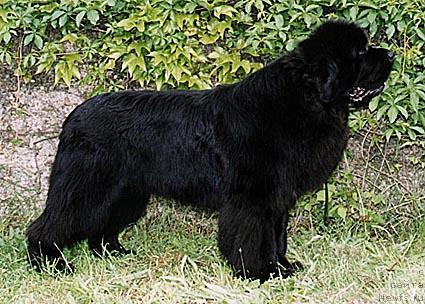 Фото: ньюфаундленд Midnight Lady's Especially For You