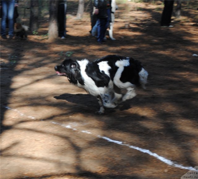 Фото: ньюфаундленд Кипер Соул Жемчужина Белая