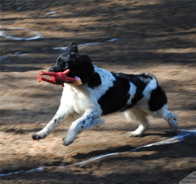 Фото: ньюфаундленд Кипер Соул Жемчужина Белая