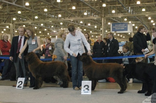Фото: ньюфаундленд Черный Шарм Ангельская Красота (Chernyi Sharm Angel'skaya Krasota), ньюфаундленд Очаровашка с Берега Дона (Ocharovashka s Berega Dona)